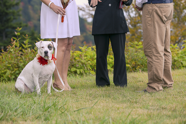 © Meghan Rolfe Photography | Best Dogs, Wedding dog, PIt bull ring bearer, dogs in weddings