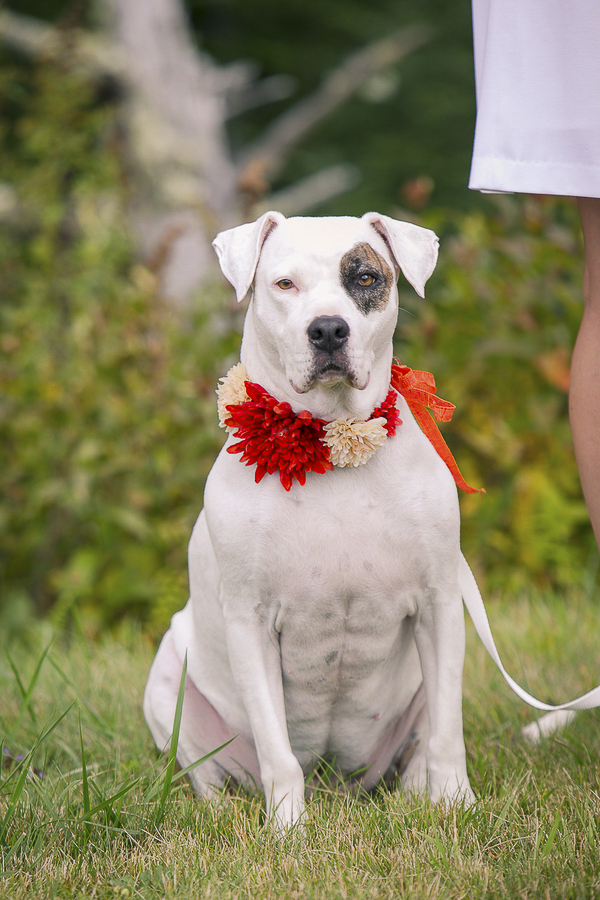 © Meghan Rolfe Photography | Gorgeous Pit bull ring bearer, pittie in flowers, Best Dogs, Wedding dogs,