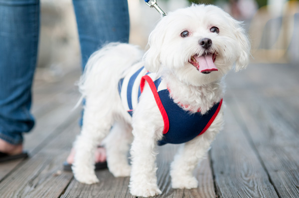 Maltese on dock, small adventure dog, grain free dog food