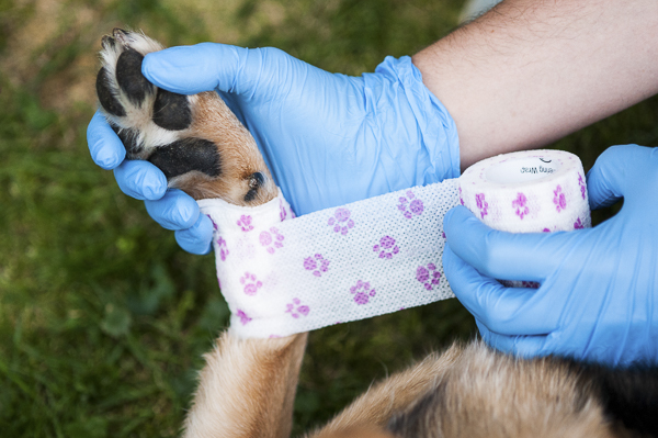 General First Aid Treatment For Dogs