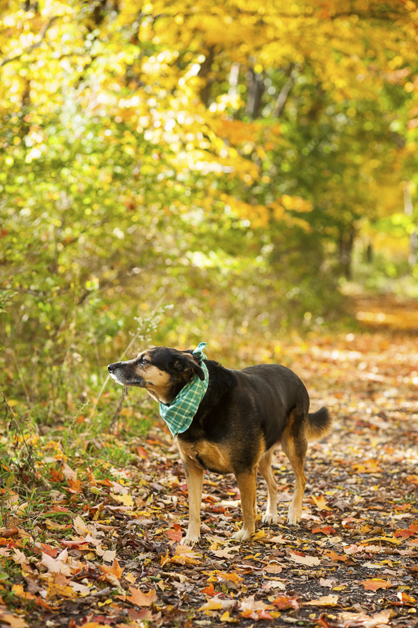 Alice G Patterson Photography-Syracuse dog photography, autumn-dog-photography, dog, fall foliage, GSD mix, mixed breed, #NaturalBalance
