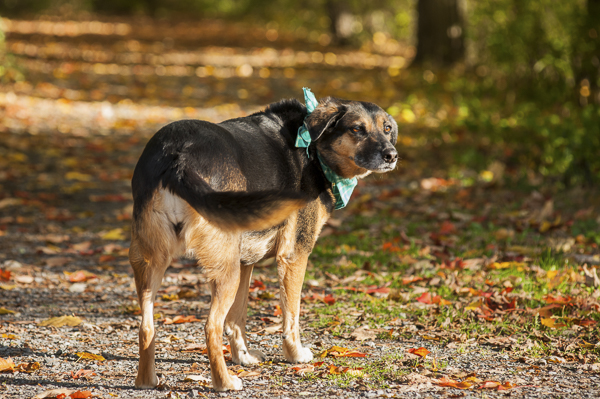 Alice G Patterson Photography-Syracuse dog photography, dog on hiking trail, fall dog photos