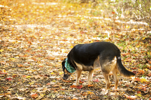 Alice G Patterson Photography-off leash dog, dog sniffing leaves, golden leaves, on location pet photography