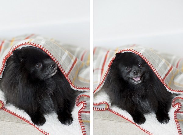 Alice G Patterson Photography | Pampered Dog, Syracuse Pet Photography, Pomeranian, plaid blanket