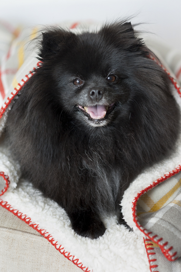 © Alice G Patterson Photography | Syracuse-pet-photography, Black Pomeranian, ban heartworms