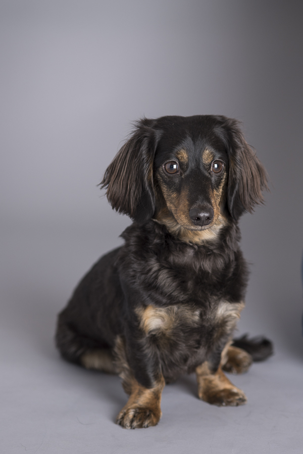 Syracuse-pet-photographer, Syracuse-pet-photographer, studio-pet-photography, dog-in-studio, long haired Doxie