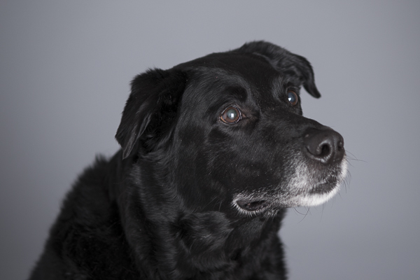 Black Dog Day, Black Lab in studio, senior dog, Syracuse dog photography