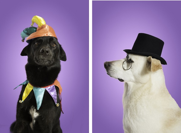 dogs-in-hats, studio-photography