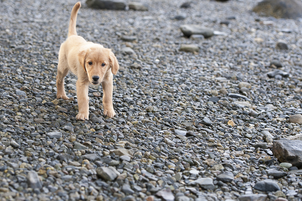 Golden-retriever-puppy on rocky beach
