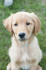 Engaging Tails: Sully and Libby - Daily Dog Tag