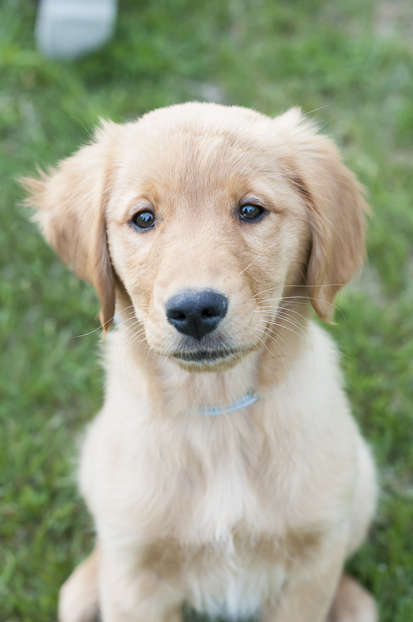 lifestyle-dog-photography, Golden Retriever puppy sitting in grass
