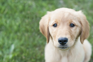 Engaging Tails: Sully and Libby - Daily Dog Tag