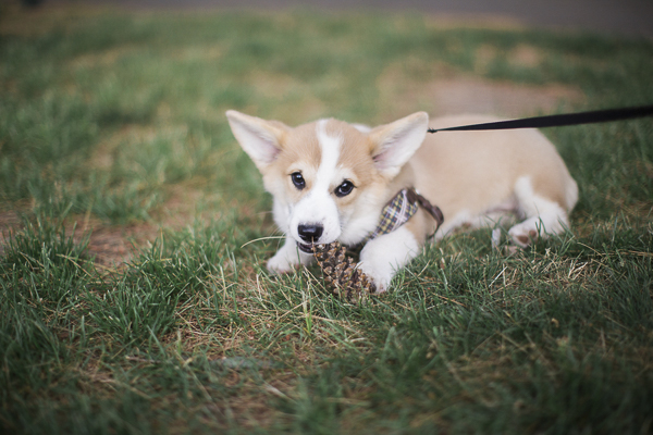 © Madeline Barr Photo | Corgi puppy-chewing-pine-cone, engagement pictures with puppy