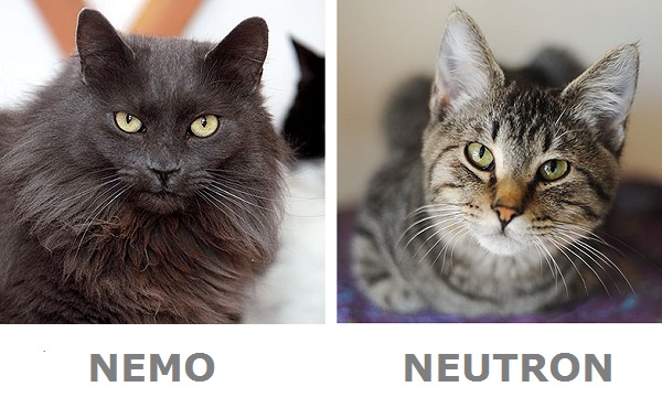 Nemo-Neutron-Best-Friends