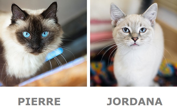 Pierre & Jordana-adoptable cats-Best Friends Animal Society