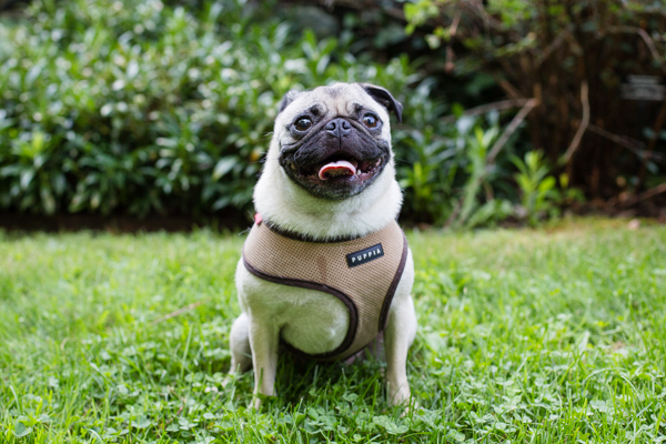 on location dog photography, fawn Pug in grass