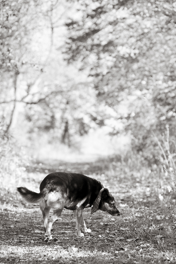 © Alice G Patterson Photography | Syracuse lifestyle photography, dog walking on trail, hiking with dogs