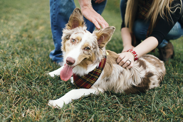 © Erin Morrison Photography | handsome dog wearing plaid bandanna, on location dog photography