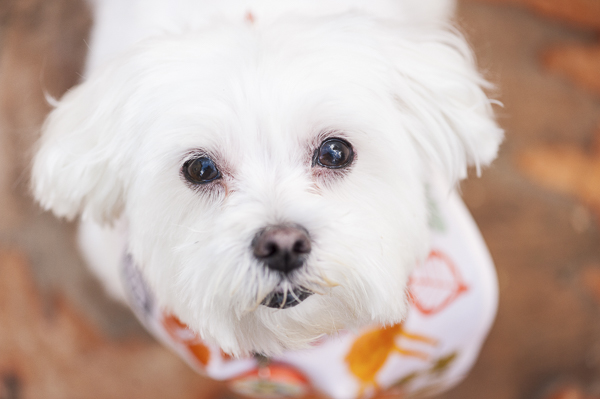 © Alice G Patterson Photography, Maltese, on location dog photography, puppy cut, #PetSmartGrooming