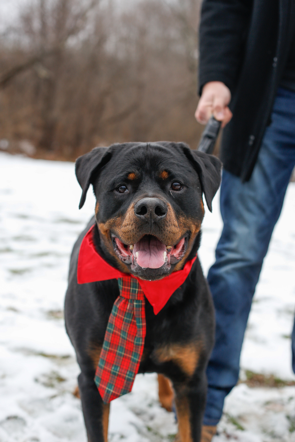 Rottweiler wearing red plaid collar, snowy holiday dog photos