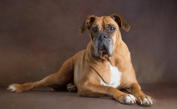 © Stacey Gammon Pet Photography | The Mr. Mo Project, heartwarming rescue story, senior Boxer, studio pet photography, Saratoga Springs, NY