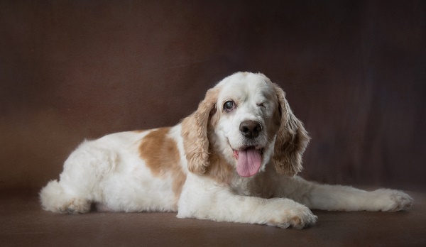 © Stacey Gammon Pet Photography | The Mr. Mo Project, seniors-spaniel, helping senior dogs, heartwarming photos of old dogs