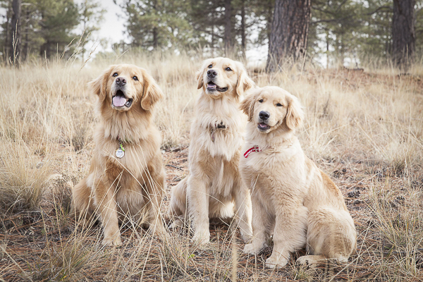 © Tangled Lilac Photography great gift idea-pet photos