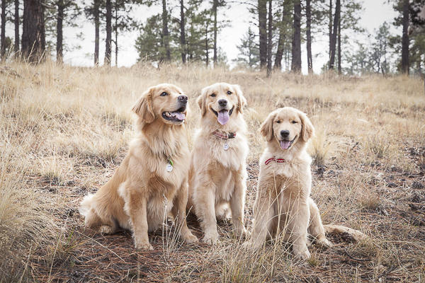 © Tangled Lilac Photography Golden Retrievers smiling, on location photography, AZ pet photography
