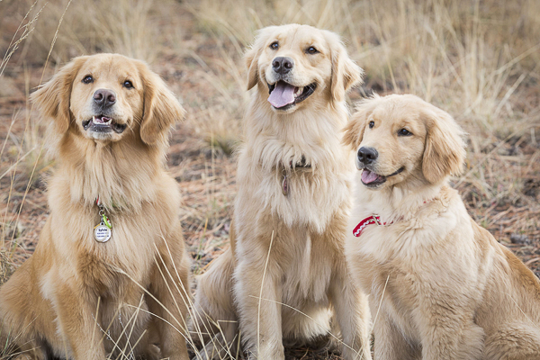 © Tangled Lilac Photography | 3 Golden Retrievers -perfect gift idea-pet photography