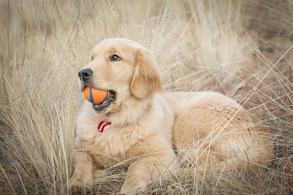 Golden Retriever puppy chewing orange ball © Tangled Lilac Photography
