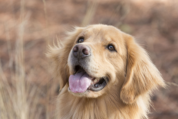 © Tangled Lilac Photography | Golden Retriever on trail, gorgeous dog photography