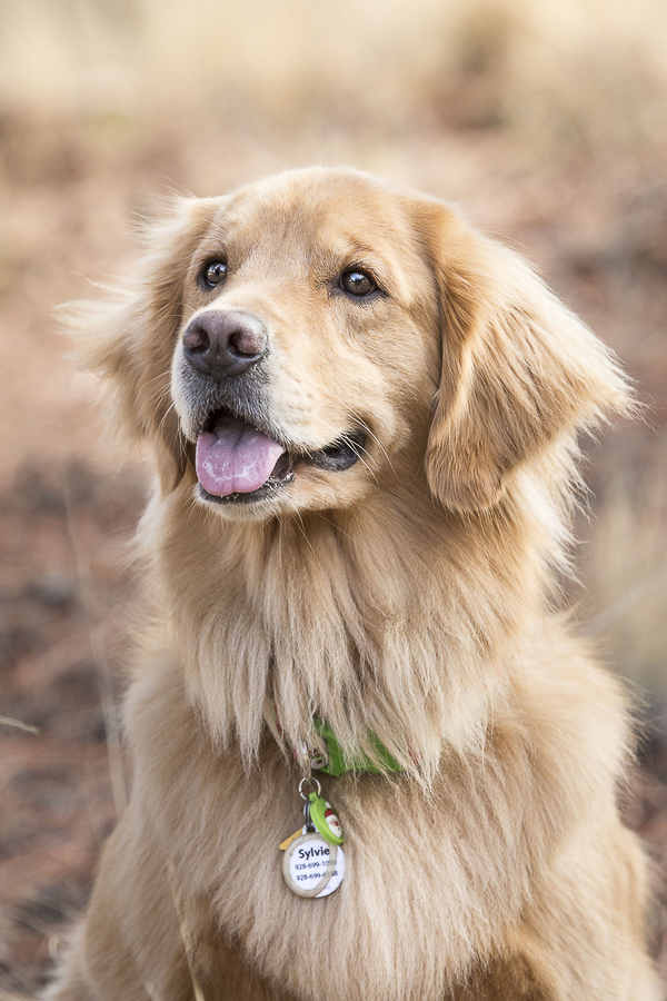 © Tangled Lilac Photography Beautiful Golden Retriever, stunning dog photos