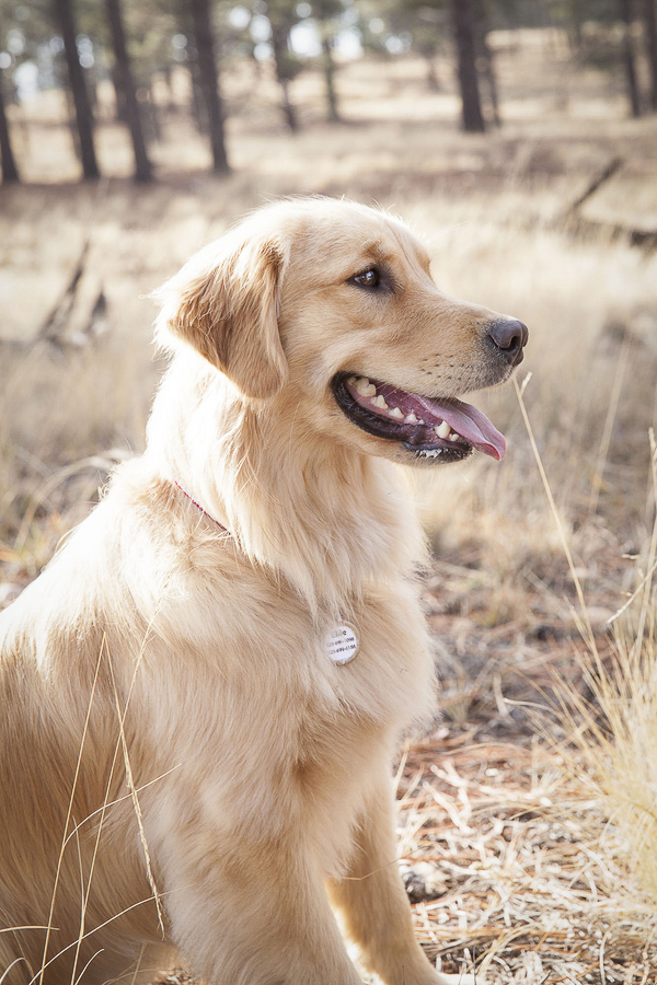 © Tangled Lilac Photography Golden Retriever on trail, lifestyle dog photography