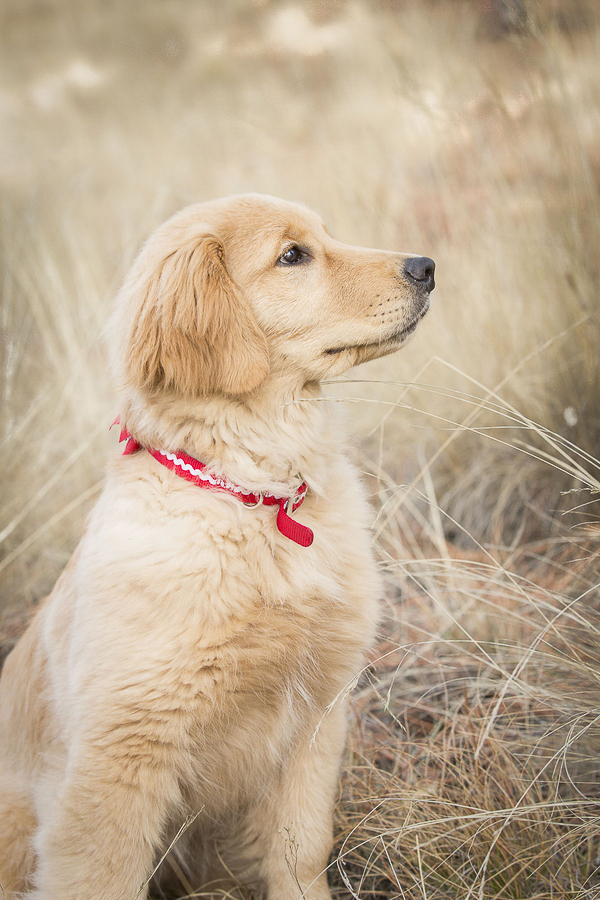 © Tangled Lilac Photography | Golden Retriever puppy wearing red collar, AZ lifestyle dog photography