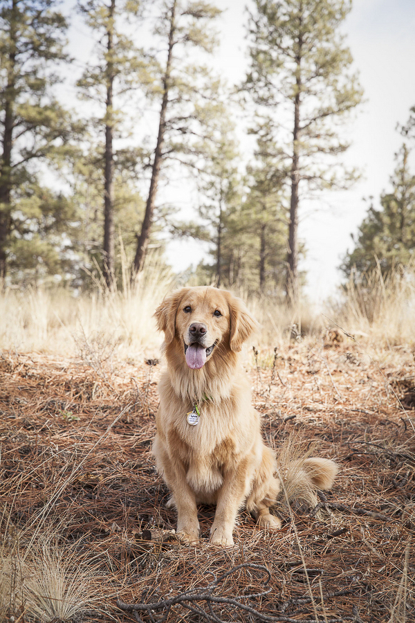 © Tangled Lilac Photography | great gift idea, pet photography Golden Retriever on trail
