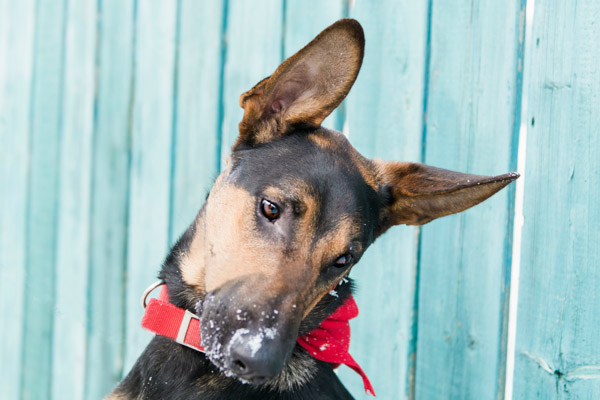 Adoptable Shepherd-Dobie-Freedom Dog Rescue-wearing red-bandanna
