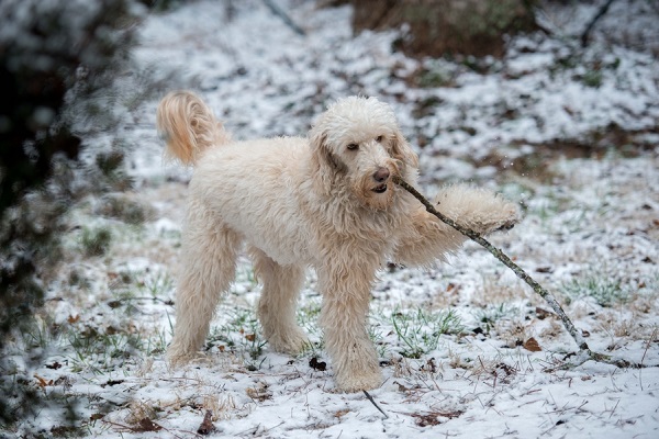 Golden Doodle with stick, dog playing in snow