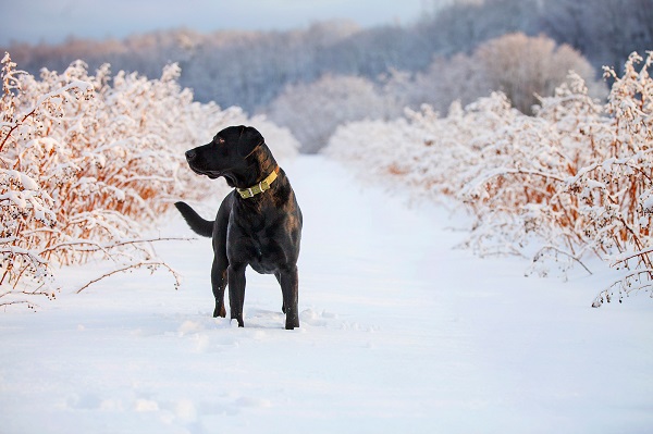 on location dog portraits, Black Lab in winter, Retriever standing in snowy field