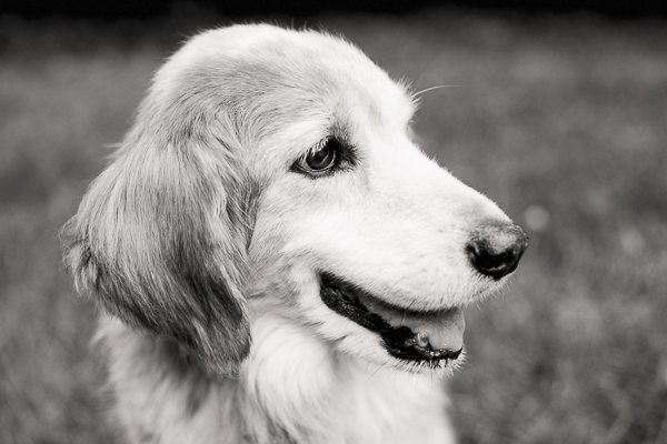 © Laura Matthews Photography , handsome senior dog, black-white photography, dog portraits