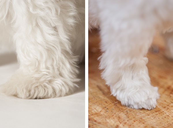 #PetSmartGrooming-paws-before-and-after-grooming