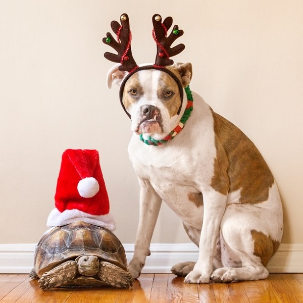 Tortoise in Santa Hat, Boxer mix wearing antlers, Take the Lead, Positive Reinforcement Training techniques