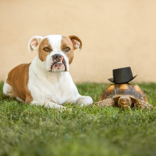 Puka and top hat Rocket Larry, smiling tortoise, boxer with cleft 