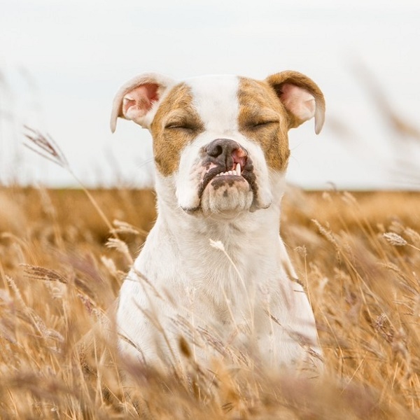 Boxer mix in field, zen dog, Puka, Take-the-Lead
