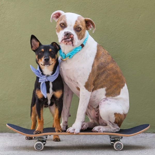 two dogs on skateboard, Positive reinforcement dog training, lifestyle dog photography