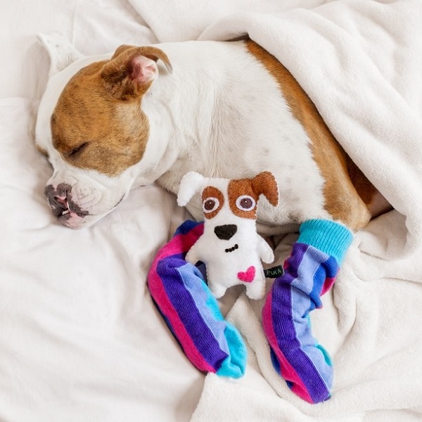Puka-sleeping dog with stuffed dog, Take the Lead | Positive Rewards Training 