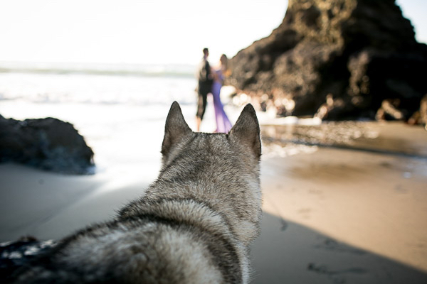 Wolf-Husky mixed breed, engagement photos