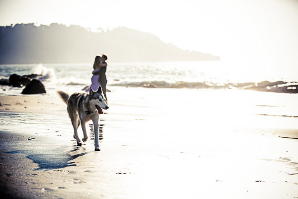 engagement pictures, Husky-Timberland wolf on beach
