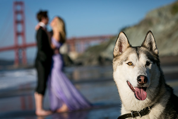 Husky-Timberland wolf mix, engagement photos