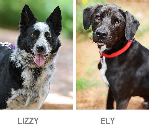 Lizzy & Ely-adoptable dogs Best Friends Animal Society