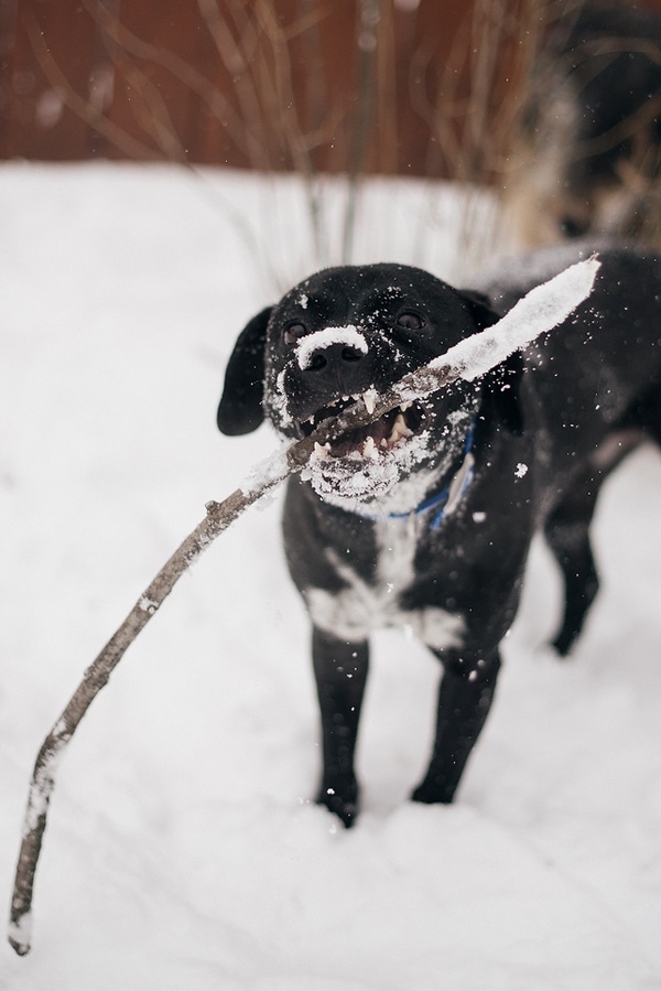 Melissa Sigler Photography-dog snow day-big stick